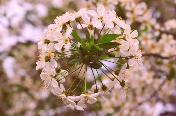Spring clock by Codrina Miculit
